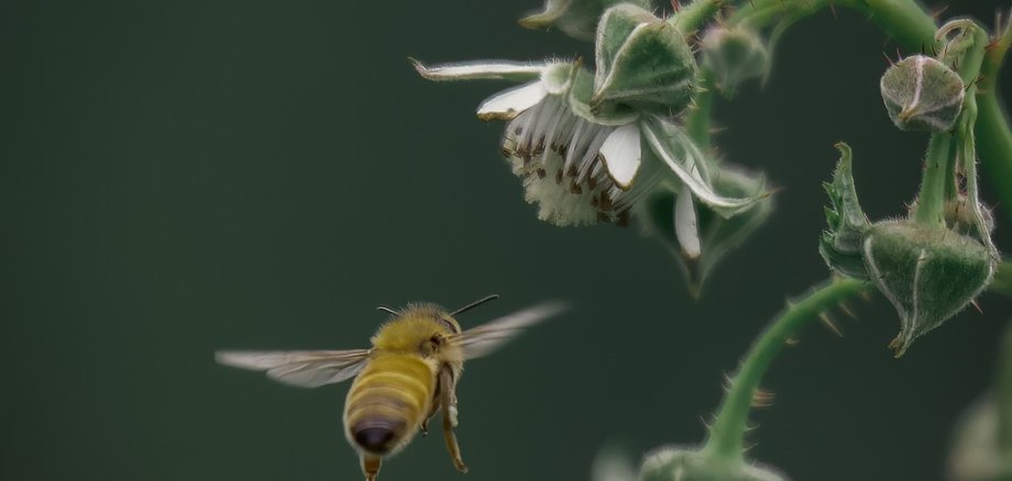 Eine Honigbiene im Landeanflug